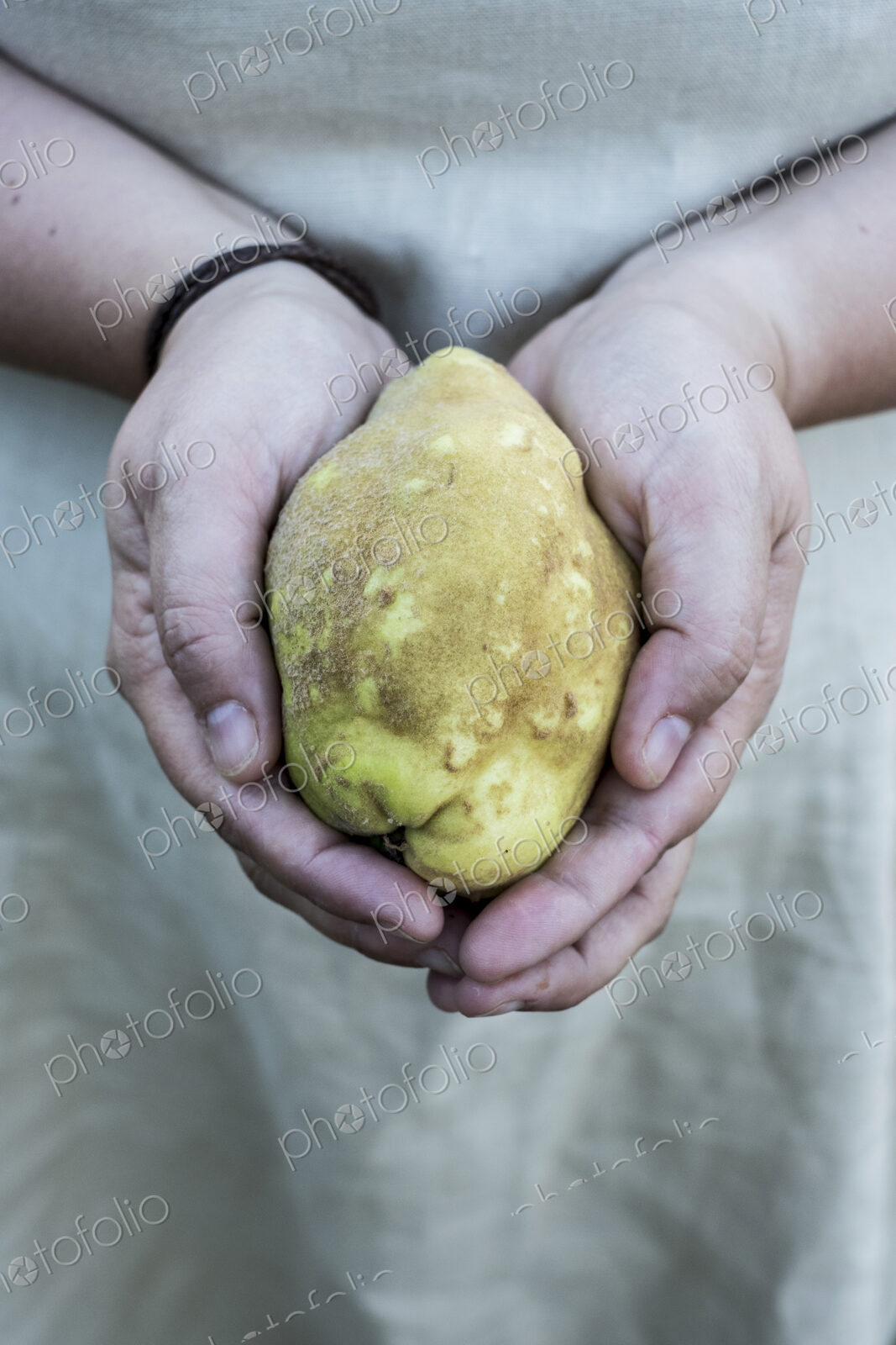 Close up of person holding a quince fruit in her hands