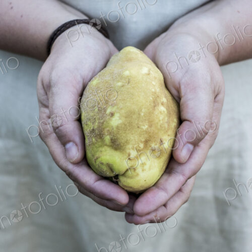 Close up of person holding a quince fruit in her hands