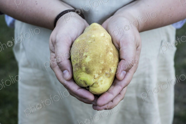 Close up of person holding a quince fruit in her hands