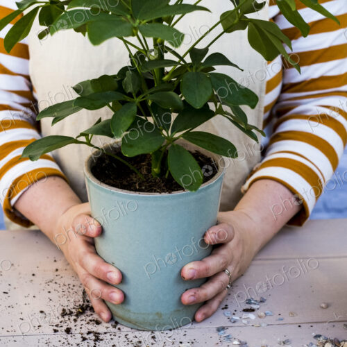Close up of person holding blue terracotta pot with plant. Close up of person holding blue terracotta pot with plant.