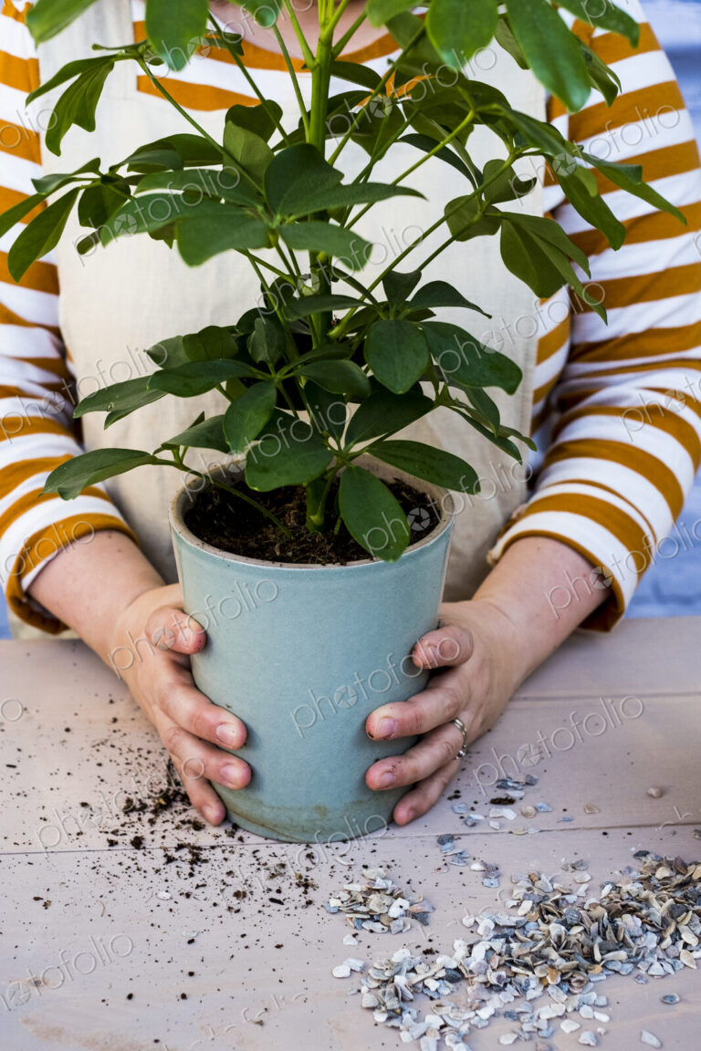 Close up of person holding blue terracotta pot with plant.
