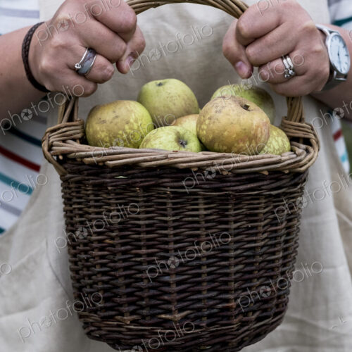 Close up of person holding brown wicker basket with freshly picked apples.