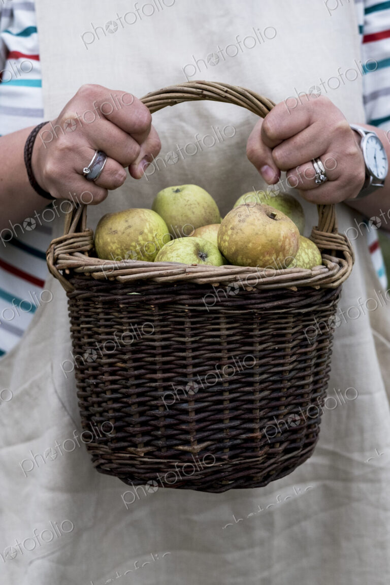 Close up of person holding brown wicker basket with freshly picked apples.