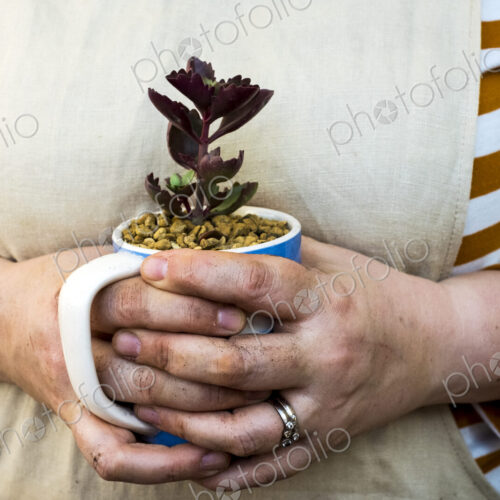 Close up of person holding coffee mug with succulent.