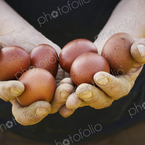 Close up of person holding fresh brown coloured hen's eggs. Close up of person holding fresh brown coloured hen's eggs.