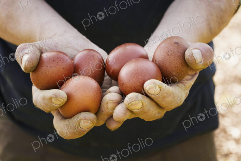 Close up of person holding fresh brown coloured hen's eggs.