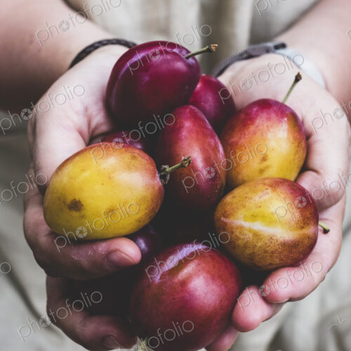 Close up of person holding fresh damsons, fruits. Close up of person holding fresh damsons, fruits.