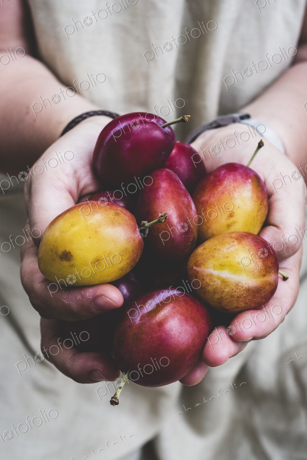 Close up of person holding fresh damsons, fruits.