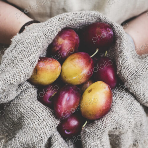 Close up of person holding fresh damsons in grey cloth.