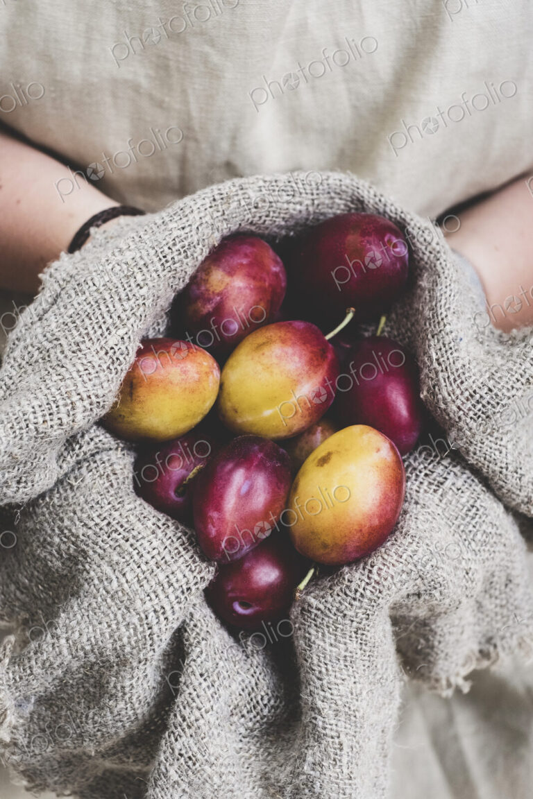 Close up of person holding fresh damsons in grey cloth.