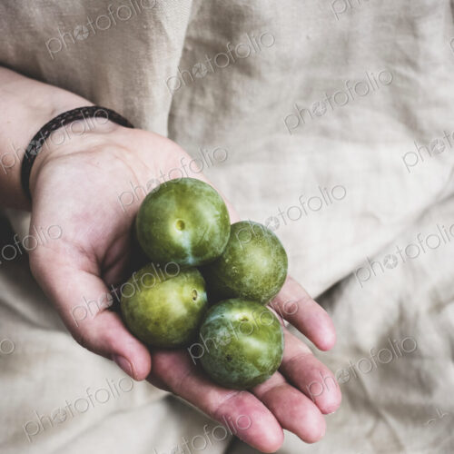 Close up of person holding fresh greengages.
