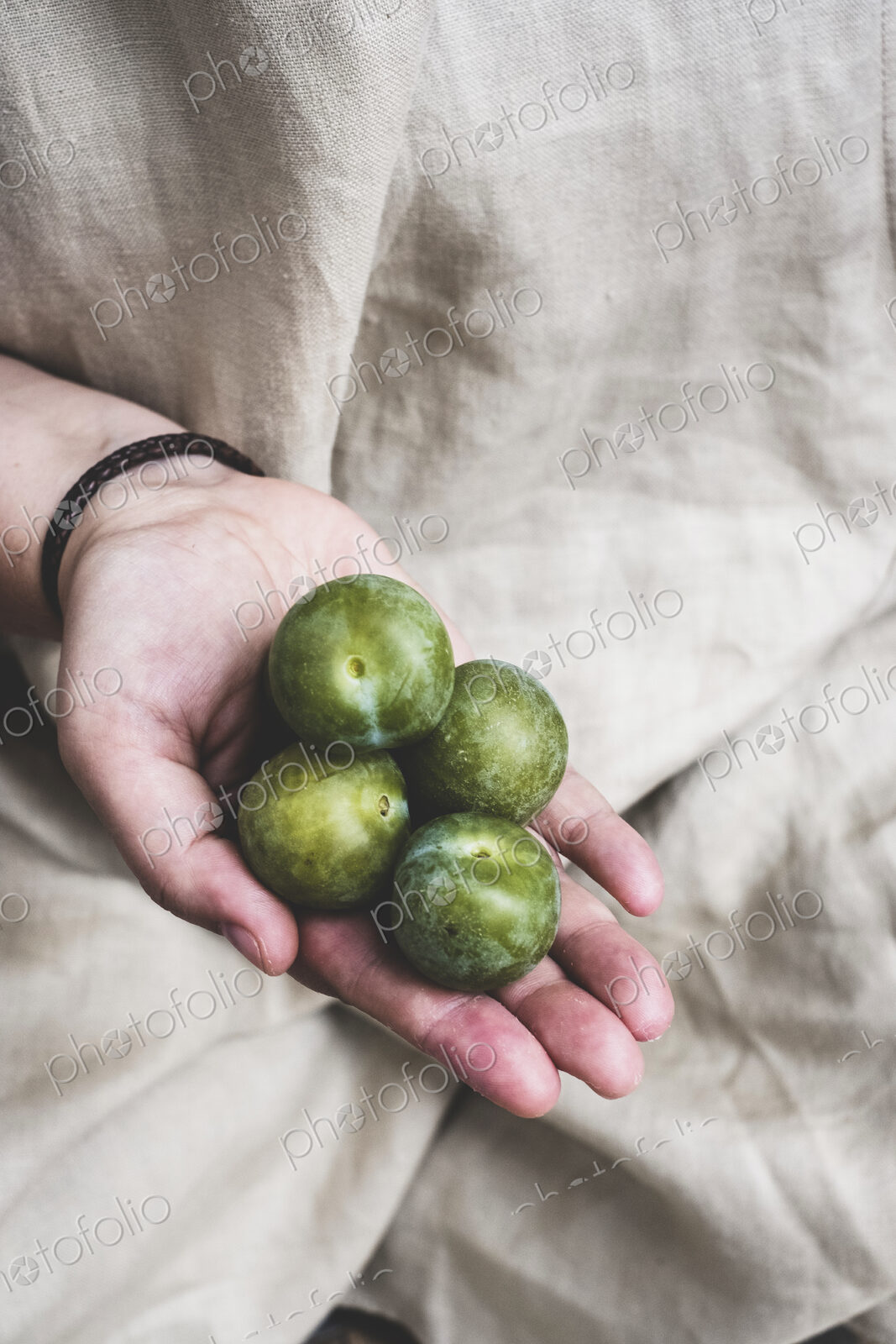 Close up of person holding fresh greengages.