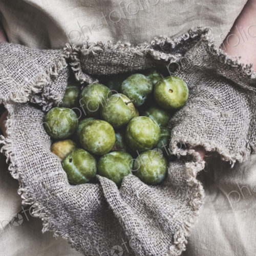 Close up of person holding fresh greengages in grey cloth.