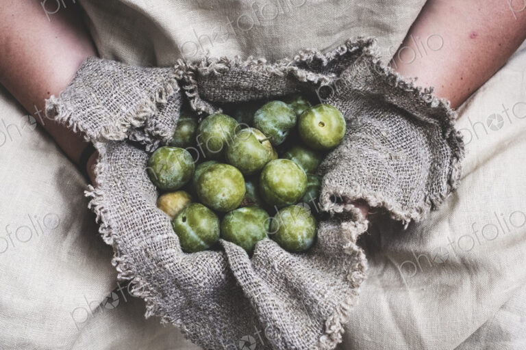 Close up of person holding fresh greengages in grey cloth.