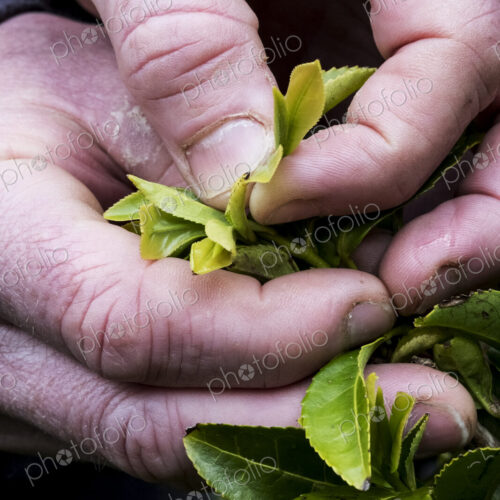 Close up of person holding freshly harvested green tea leaves.
