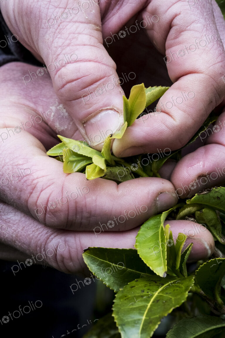 Close up of person holding freshly harvested green tea leaves.