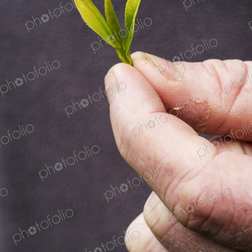 Close up of person holding freshly harvested green tea leaves.