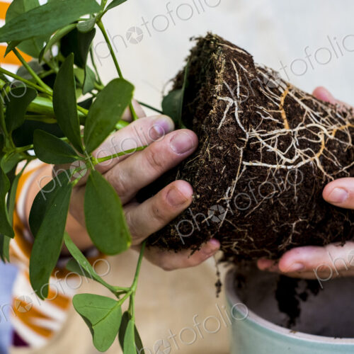 Close up of person holding plant with soil attached to roots.