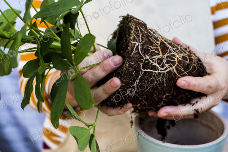 Close up of person holding plant with soil attached to roots.
