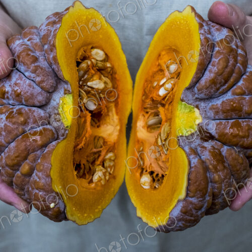 Close up of person holding pumpkin with orange flesh cut in half.