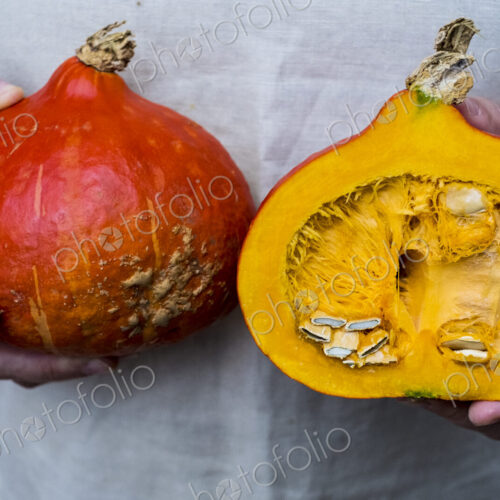 Close up of person holding pumpkin with orange flesh cut in half.