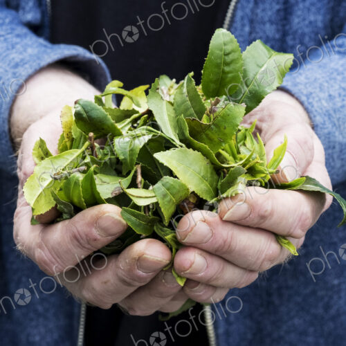 Close up of person holding small heap of freshly harvested green tea leaves. Close up of person holding small heap of freshly harvested green tea leaves.