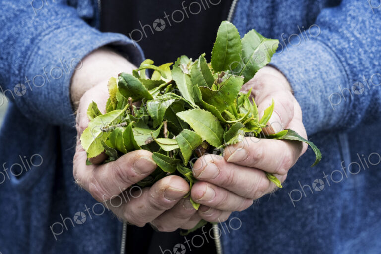 Close up of person holding small heap of freshly harvested green tea leaves.