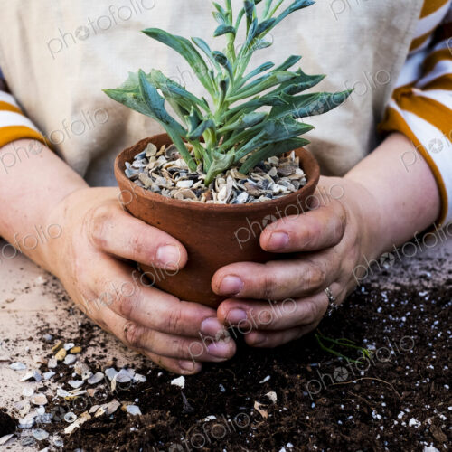 Close up of person holding terracotta pot with succulent.