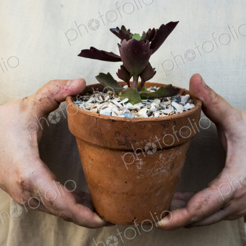 Close up of person holding terracotta pot with succulent.