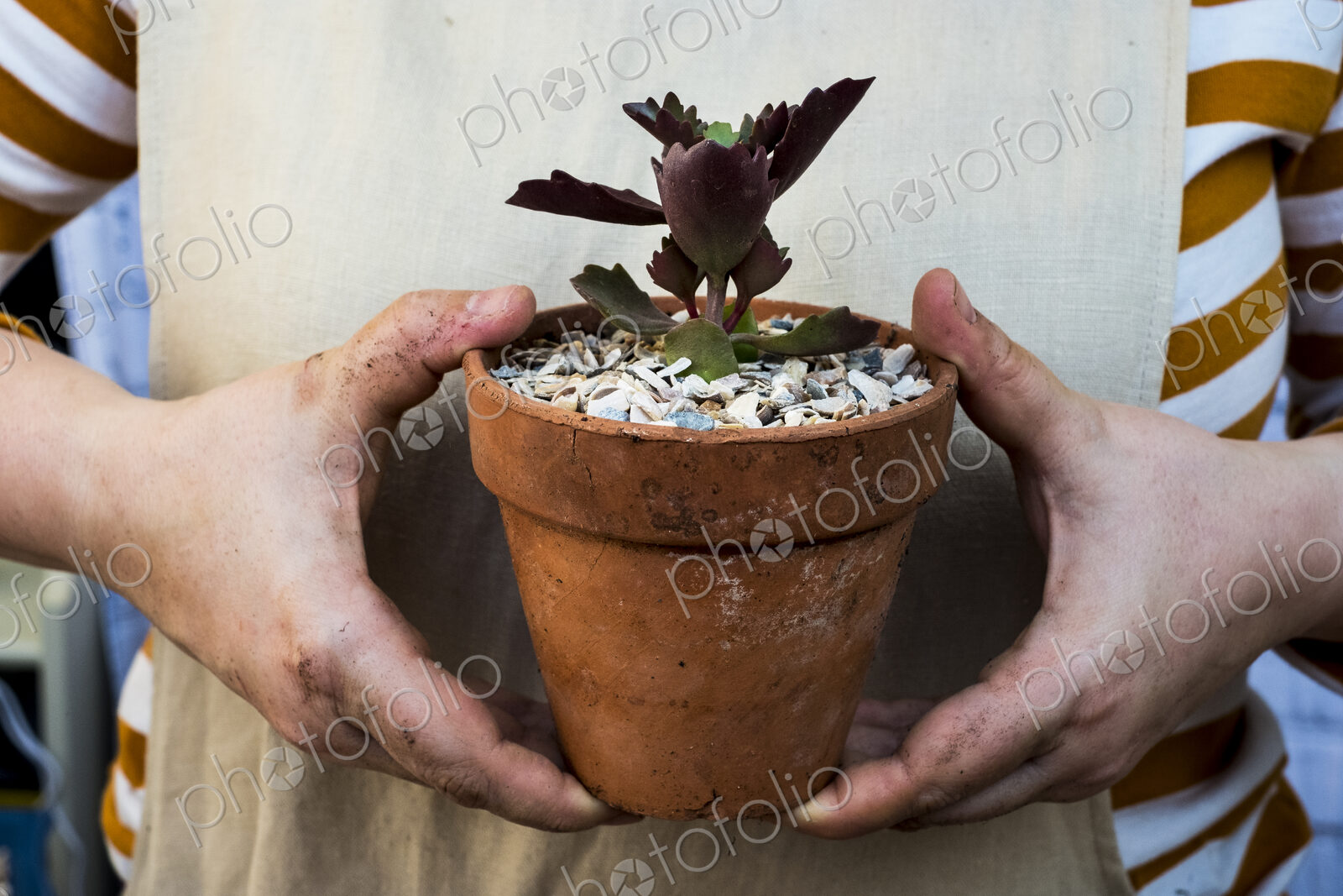 Close up of person holding terracotta pot with succulent.
