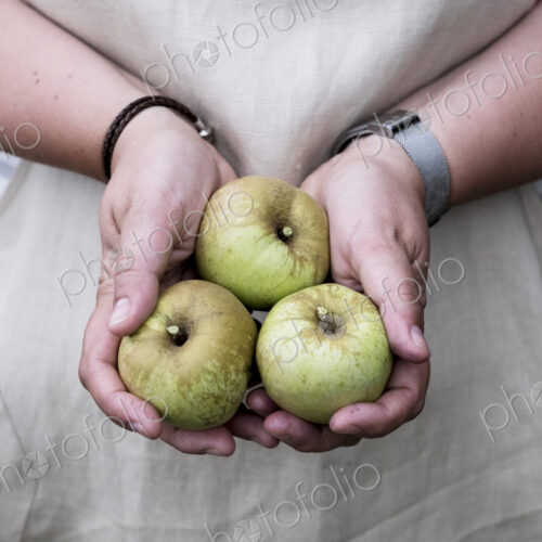 Close up of person holding three green apples. Close up of person holding three green apples.