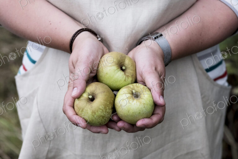 Close up of person holding three green apples.
