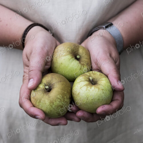 Close up of person holding three green apples. Close up of person holding three green apples.