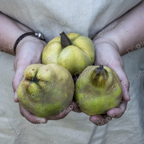 Close up of person holding three quinces. Close up of person holding three quinces.