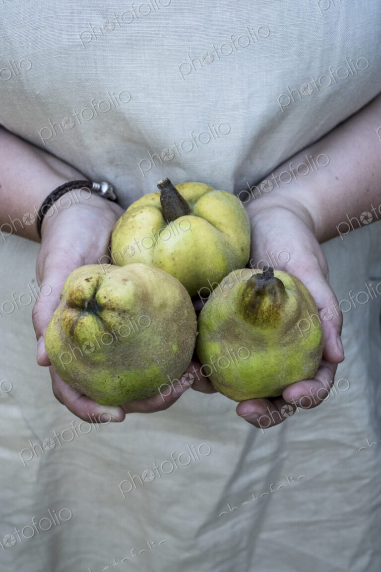 Close up of person holding three quinces.