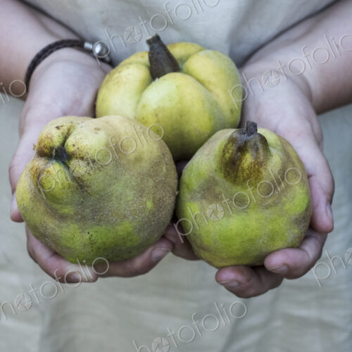 Close up of person holding three quinces. Close up of person holding three quinces.