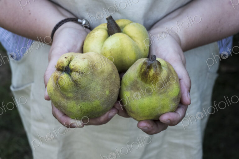 Close up of person holding three quinces.