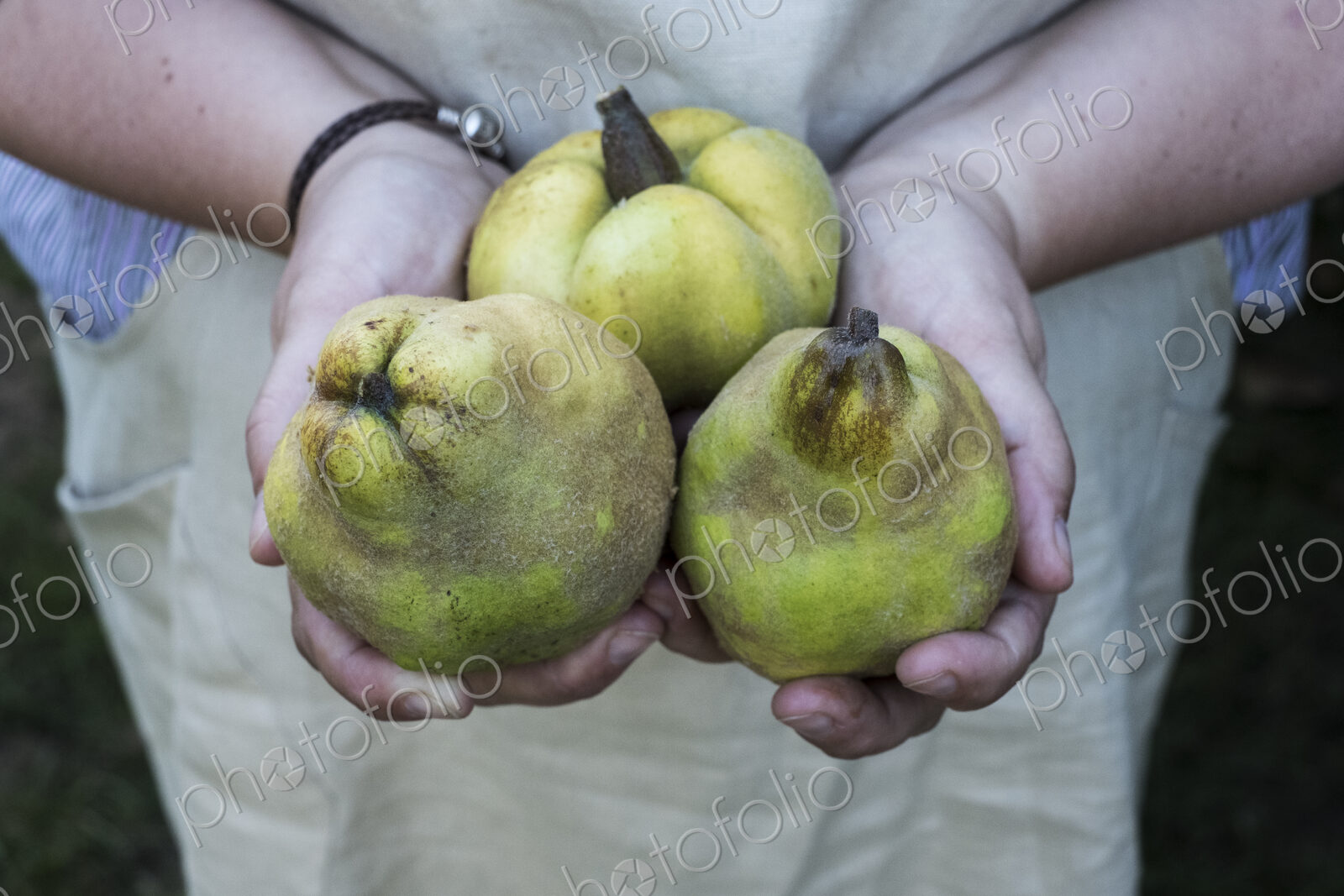 Close up of person holding three quinces.