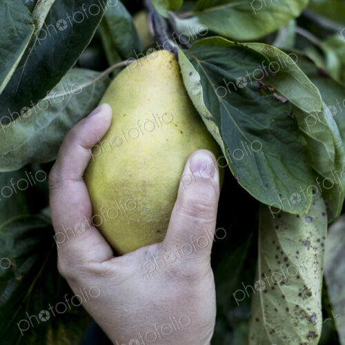 Close up of person picking quince from tree.