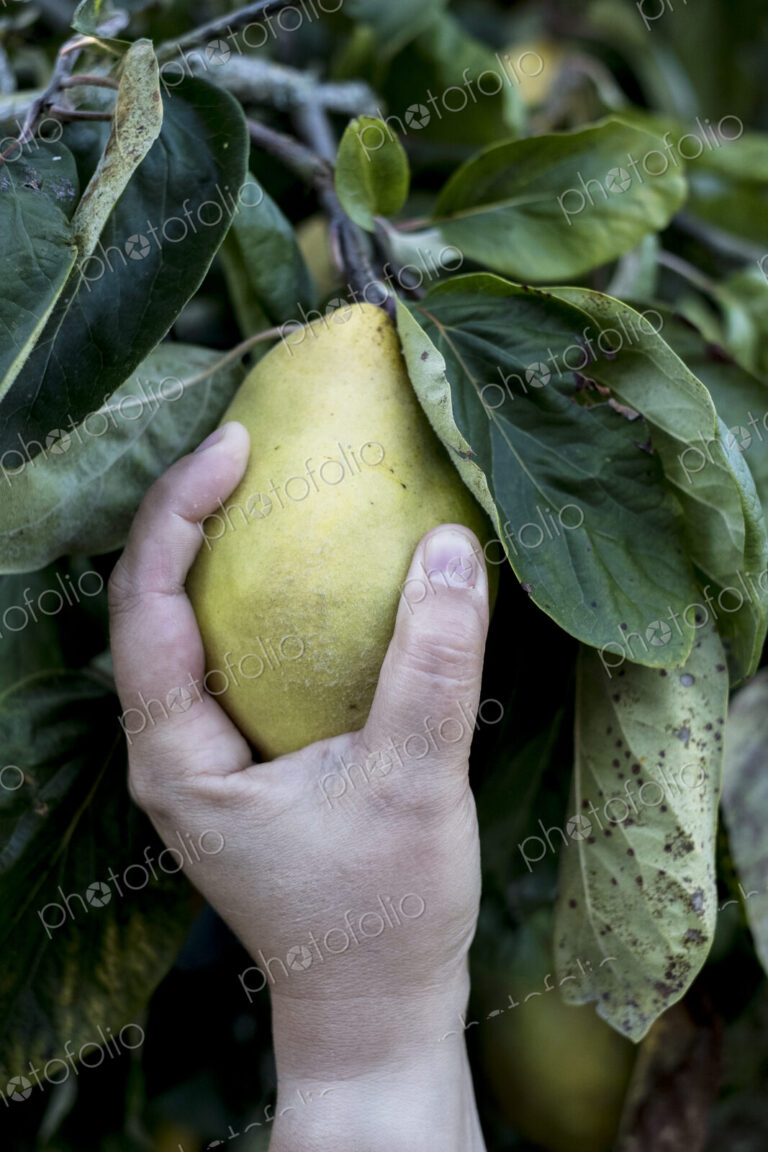 Close up of person picking quince from tree.