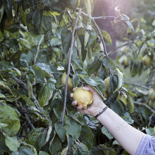 Close up of person picking quince from tree.