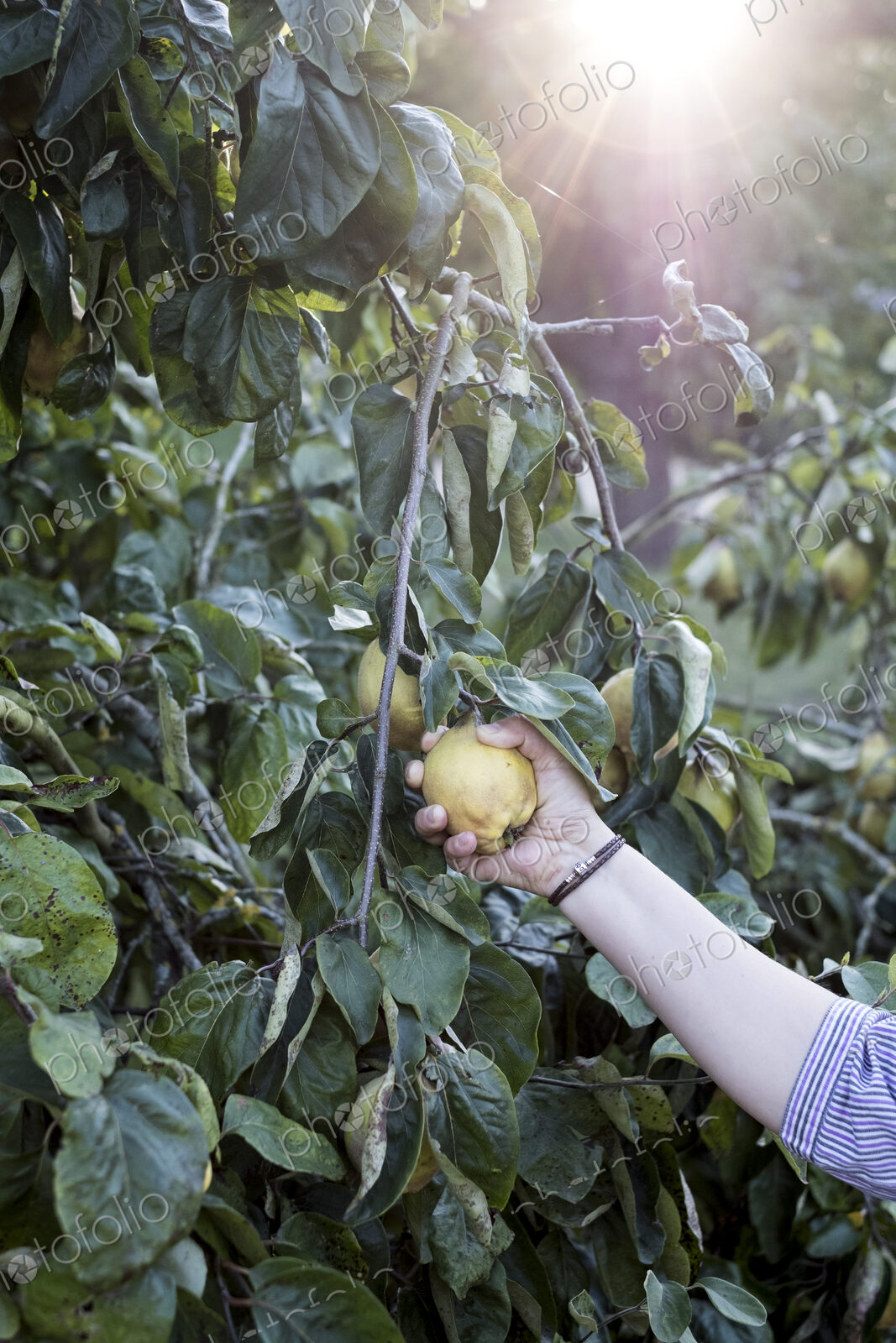 Close up of person picking quince from tree.