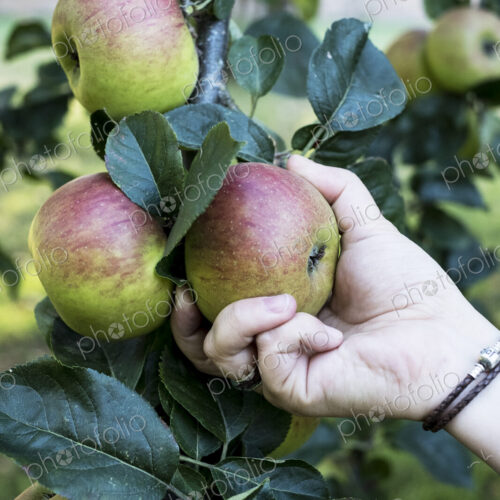 Close up of person picking red and green apples from tree.