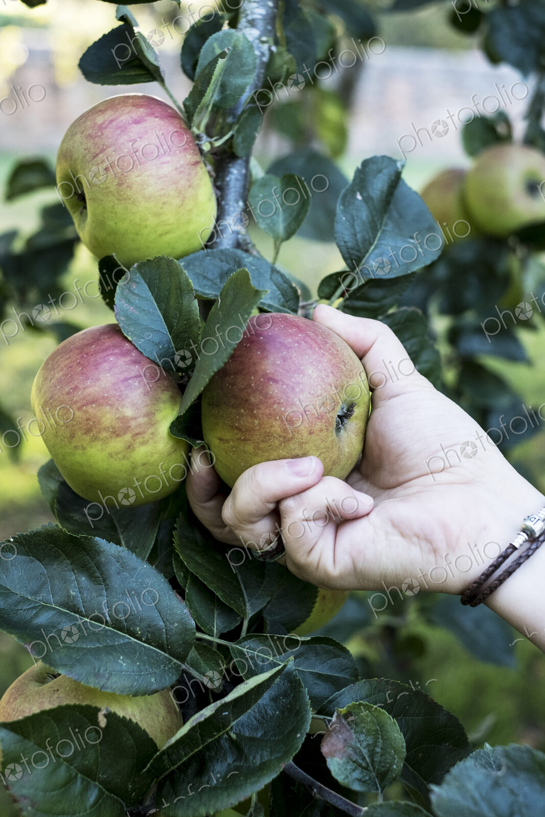 Close up of person picking red and green apples from tree.