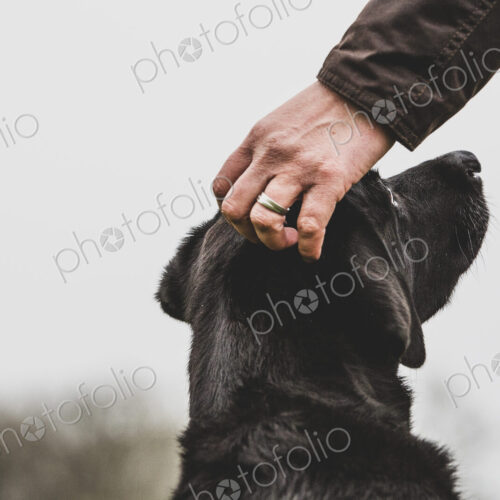Close up of person stroking Black Labrador dog's head.
