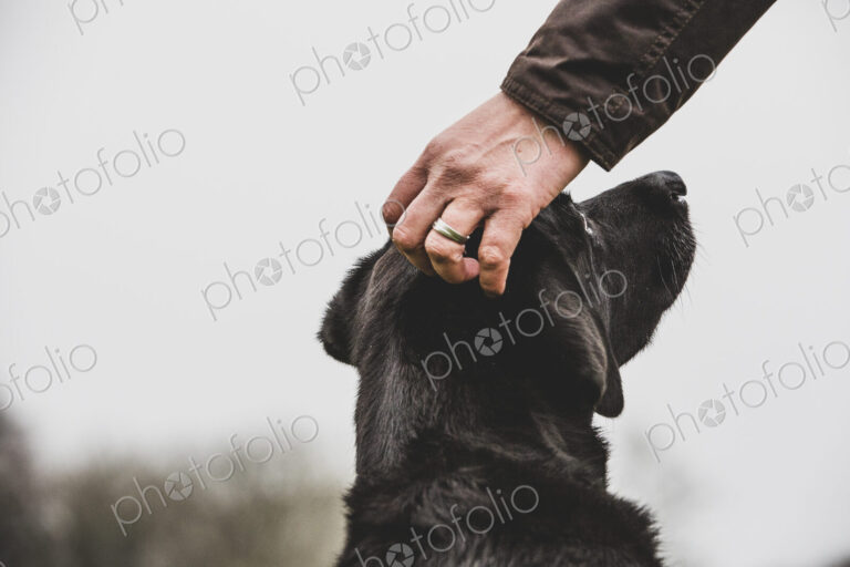 Close up of person stroking Black Labrador dog's head.