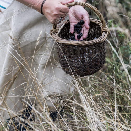 Close up of person wearing apron holding brown wicker basket, full of picked blackberries.
