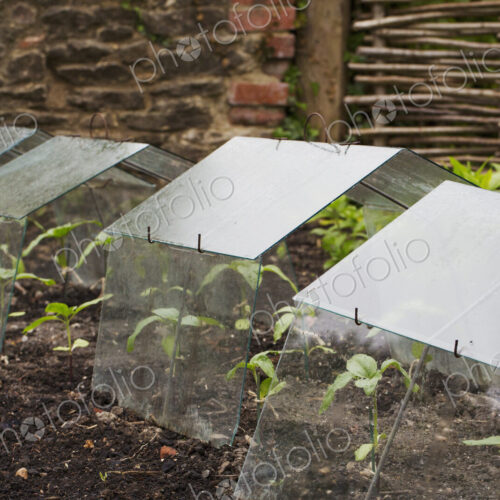Close up of perspex cold frames protecting seedlings in a plant bed. Close up of perspex cold frames protecting seedlings in a plant bed.