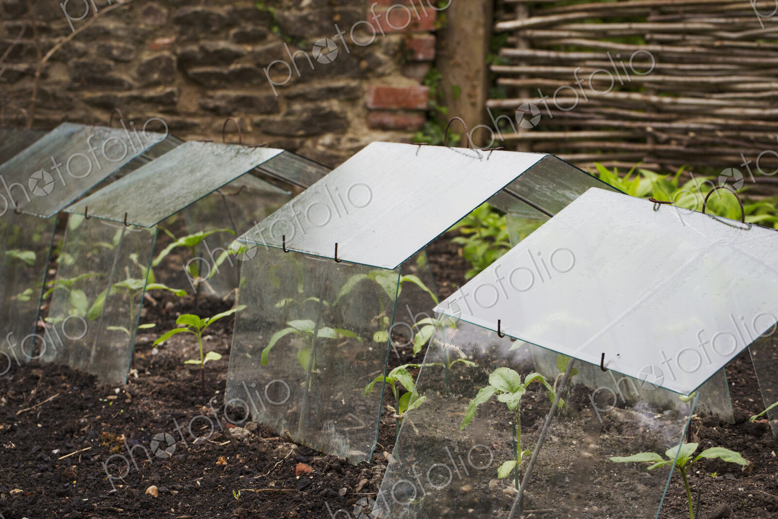 Close up of perspex cold frames protecting seedlings in a plant bed.