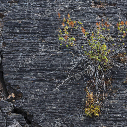 Close up of plant growing on fractured volcanic rock, Craters of the Moon National… Close up of plant growing on fractured volcanic rock, Craters of the Moon National…